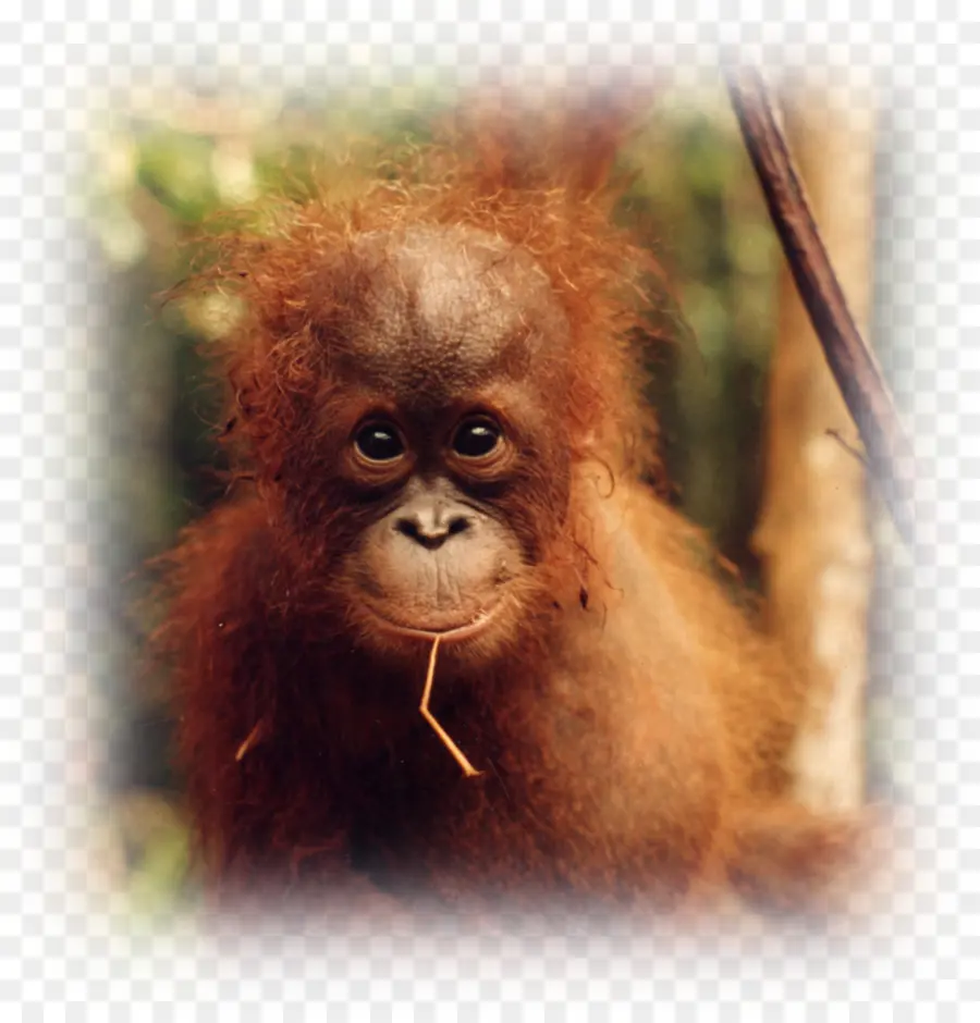 Lindo Bebé Orangután，Primate PNG