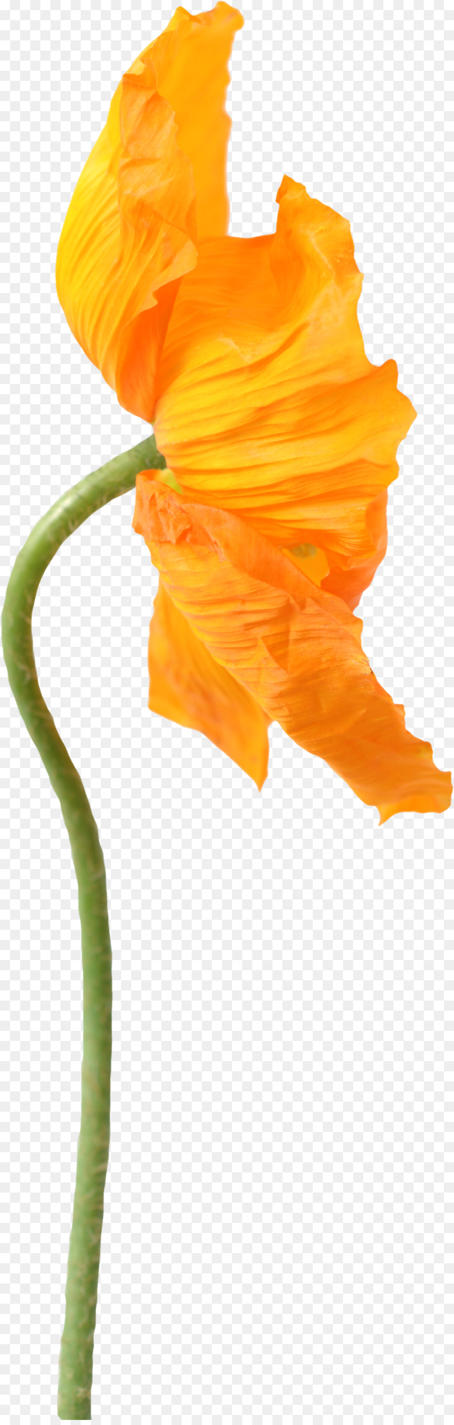 Común De Amapola，Flor PNG