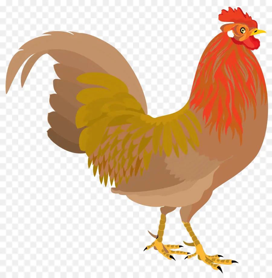 Pollo，Gallo PNG