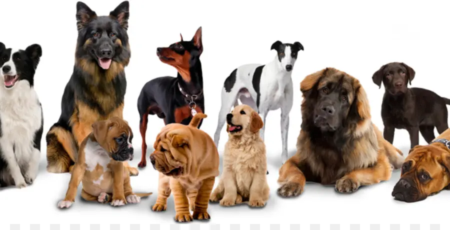 Grupo De Perros，Mascotas PNG