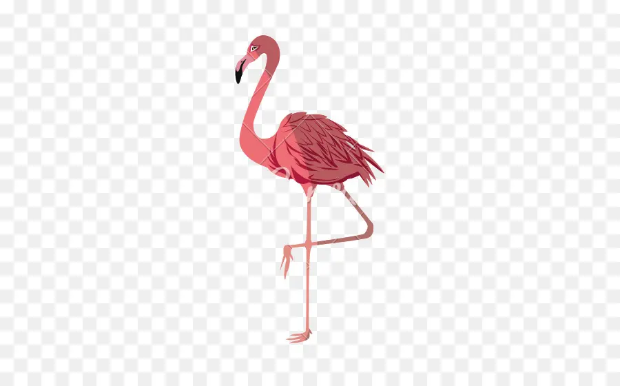 Flamingo，Royaltyfree PNG