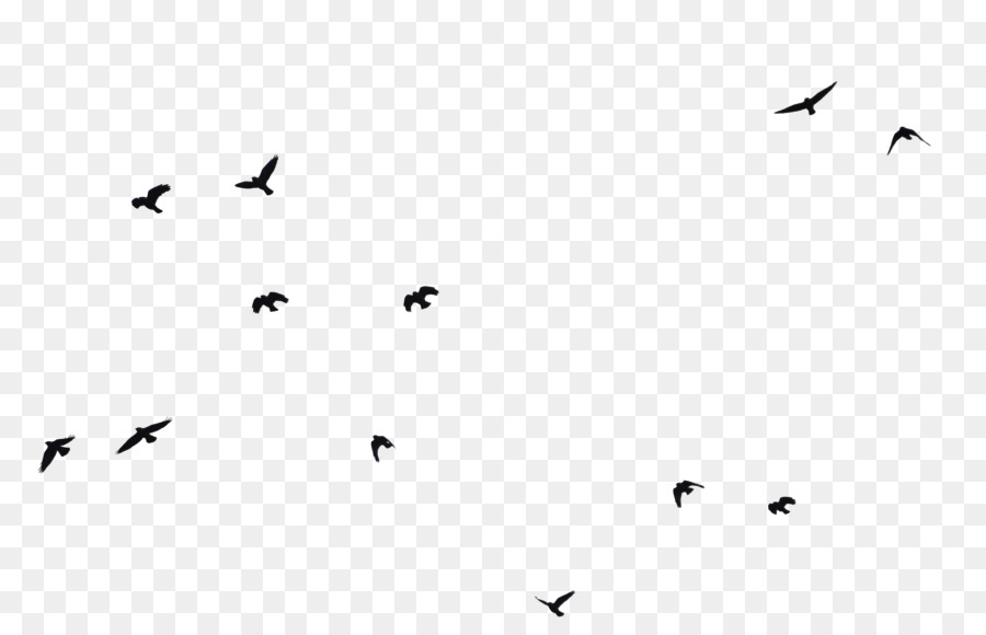 Aves，Vuelo PNG