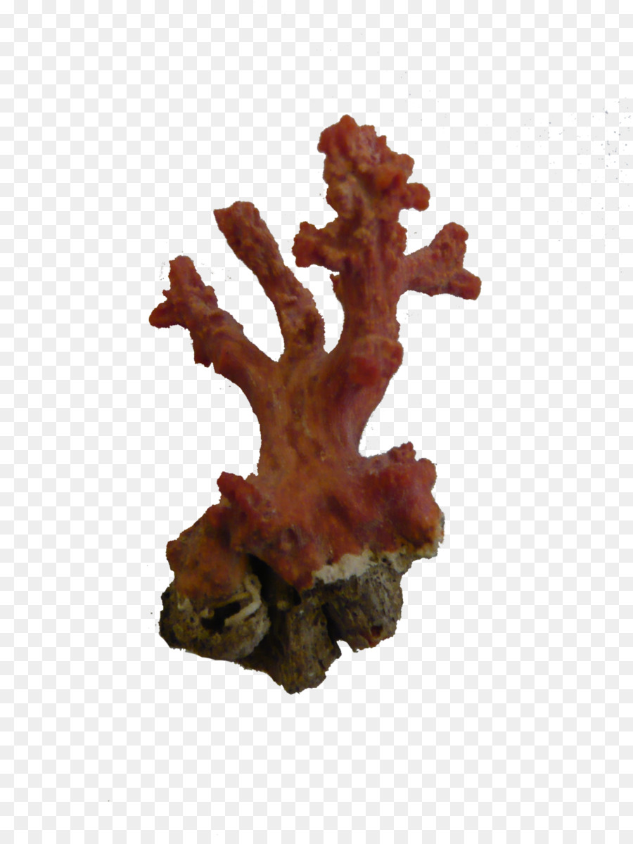 Coral，Coral Rojo PNG