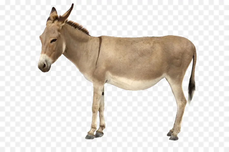 Burro，Una Fotografía De Stock PNG