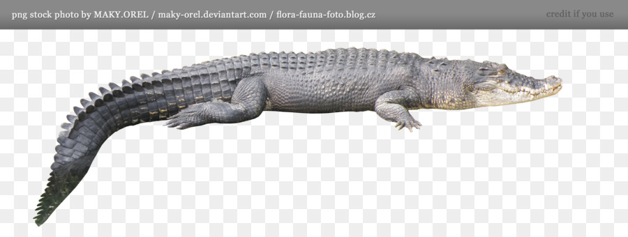 Cocodrilo，Reptil PNG