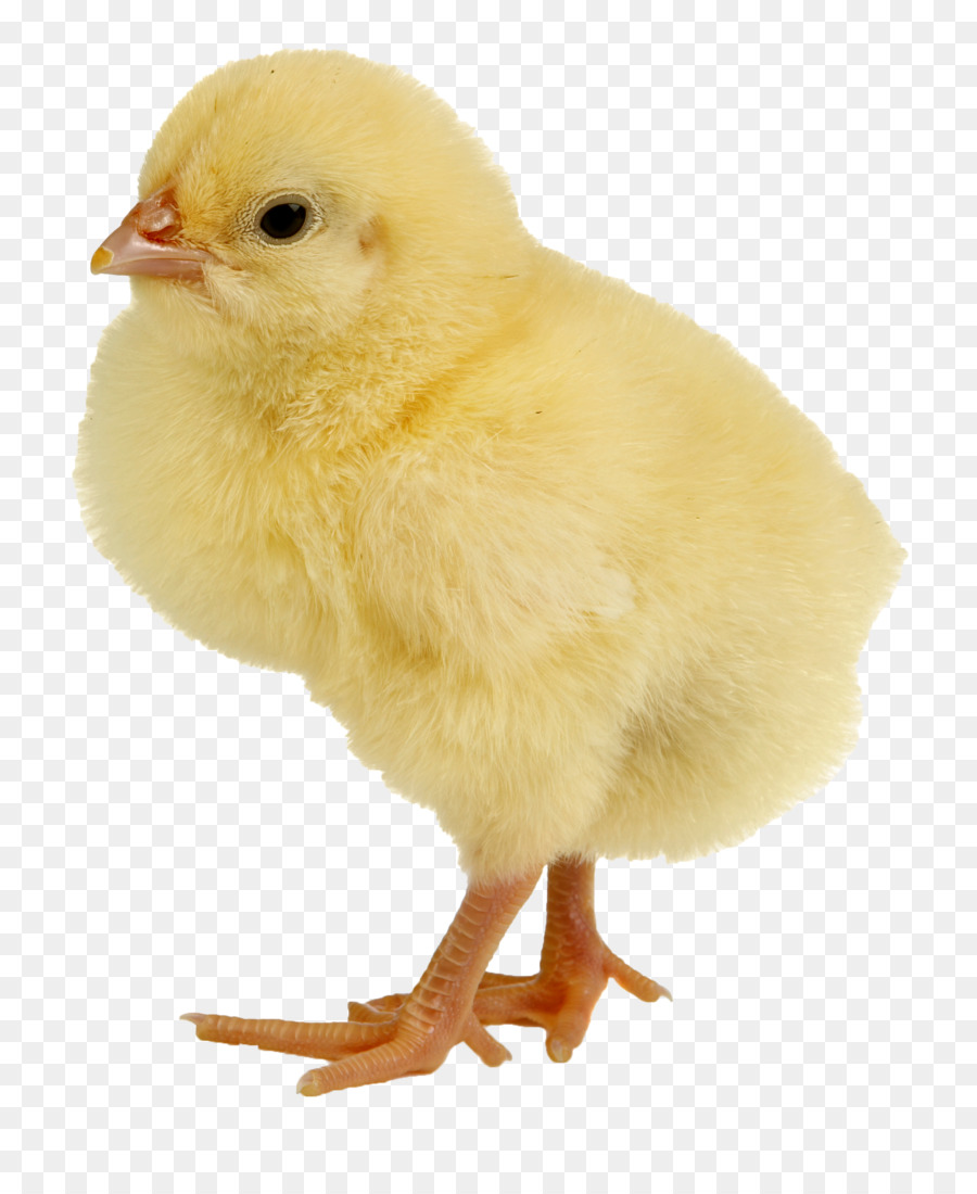 Pollo，Kifaranga PNG