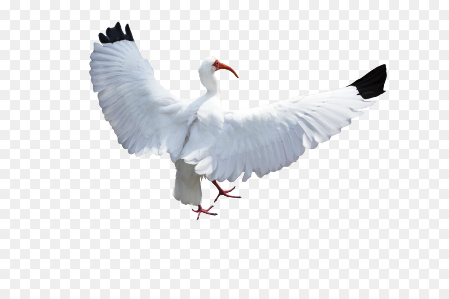 Pájaro，Columbidae PNG