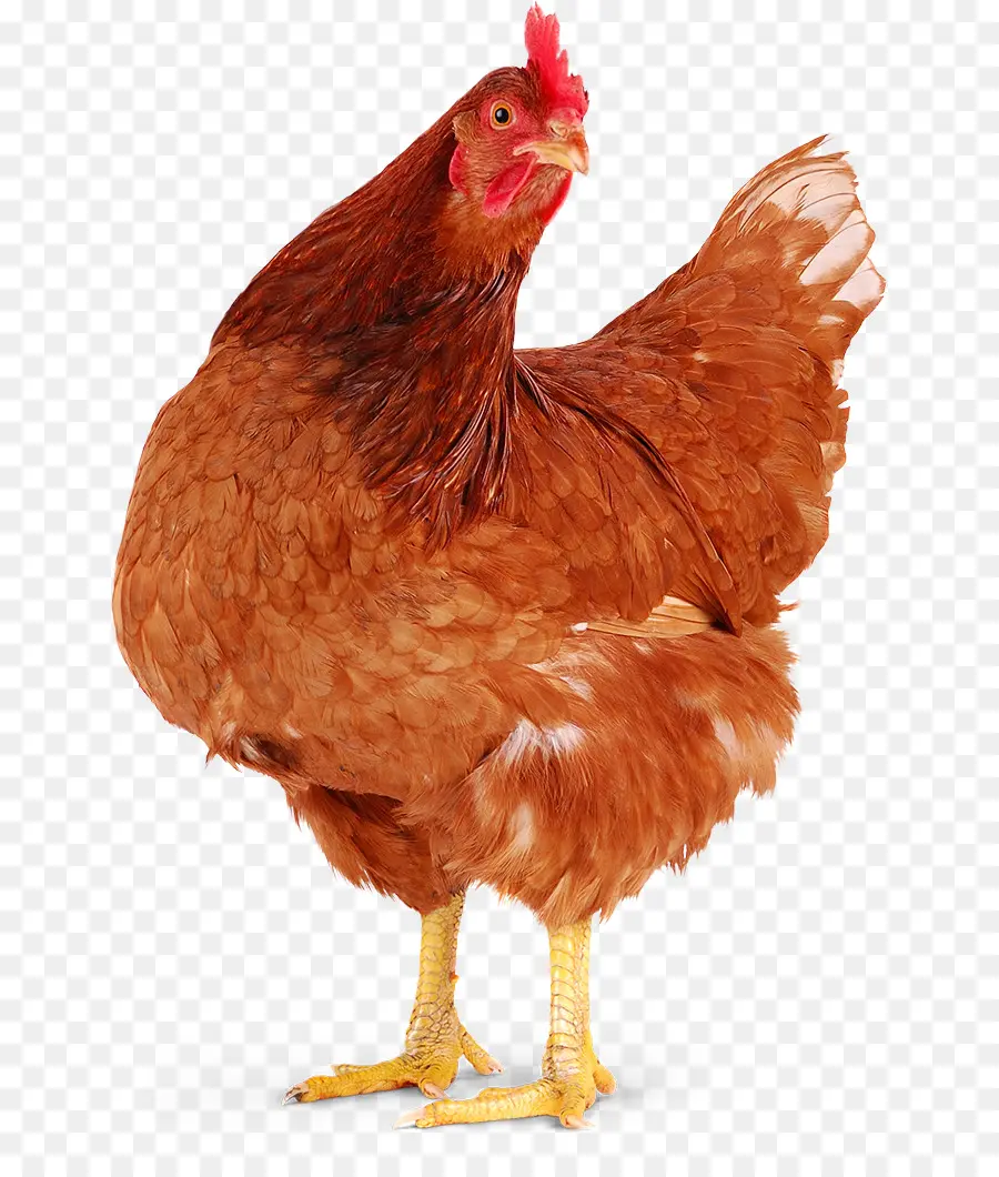 Pollo，Gallina PNG