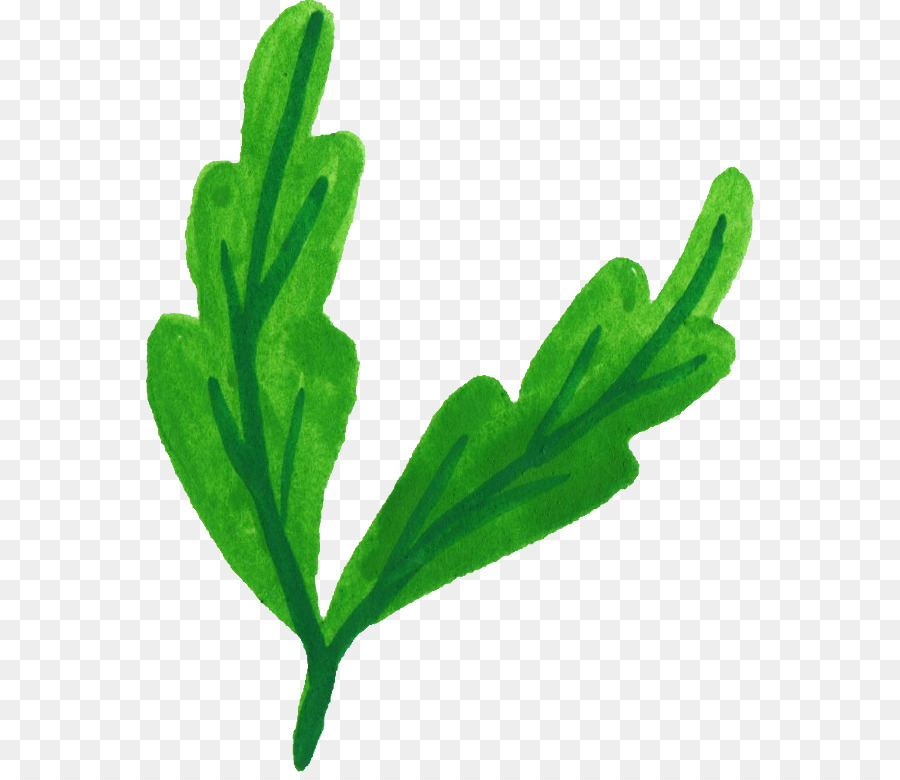 Hoja，Planta PNG