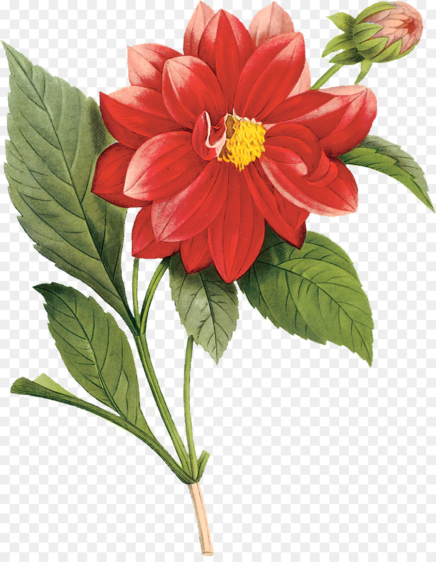 Flor，Resolución De La Pantalla PNG