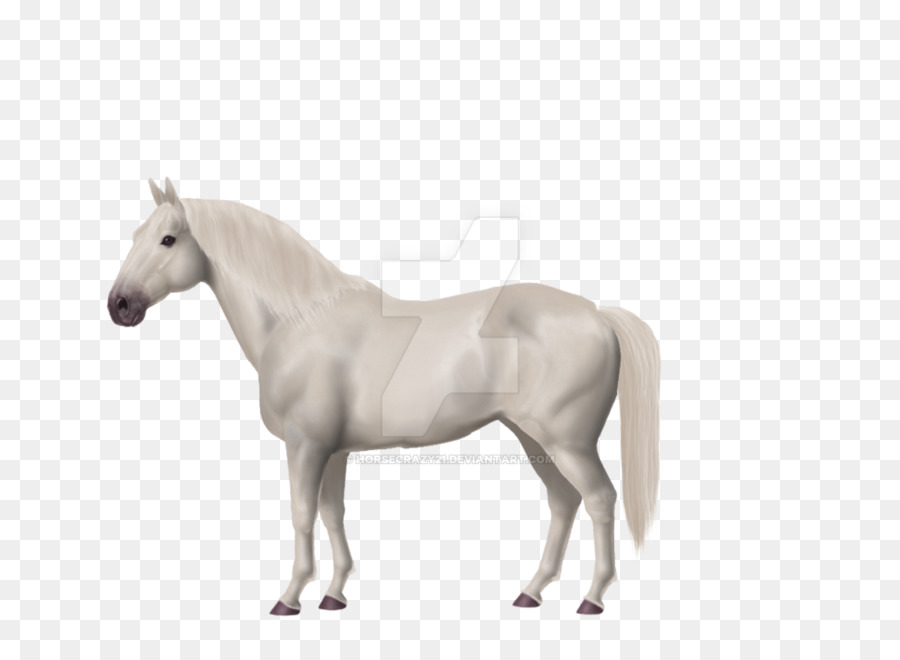 American Paint Horse，American Warmblood PNG