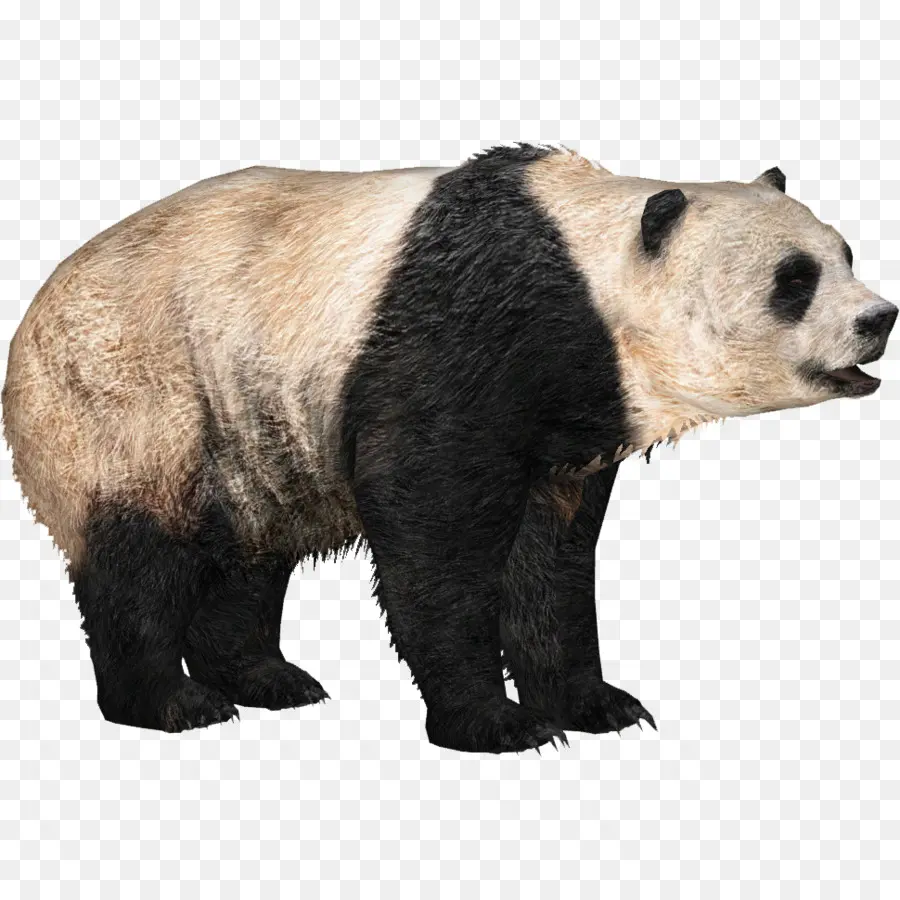 Zoo Tycoon 2，El Panda Gigante PNG