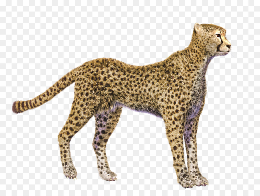 Cheetah，Resolución De La Pantalla PNG