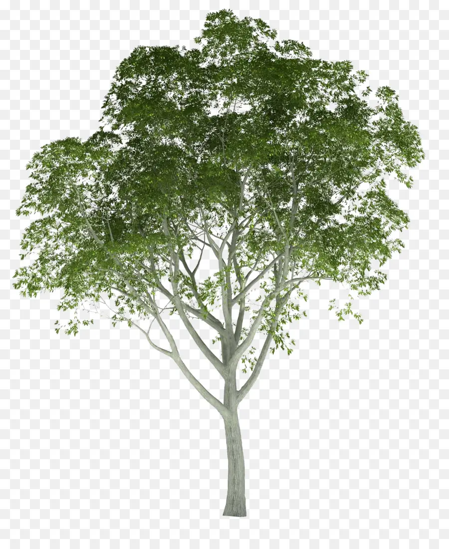 Árbol，Hojas PNG