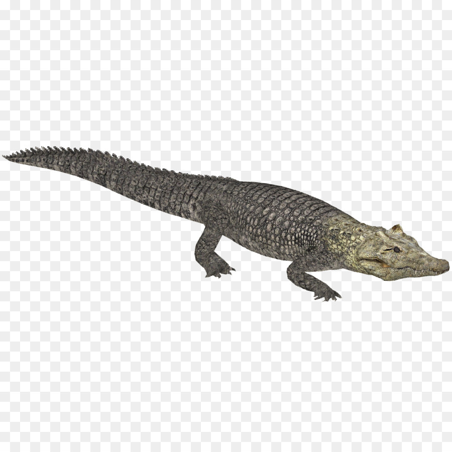 Zoo Tycoon 2，Cocodrilo PNG