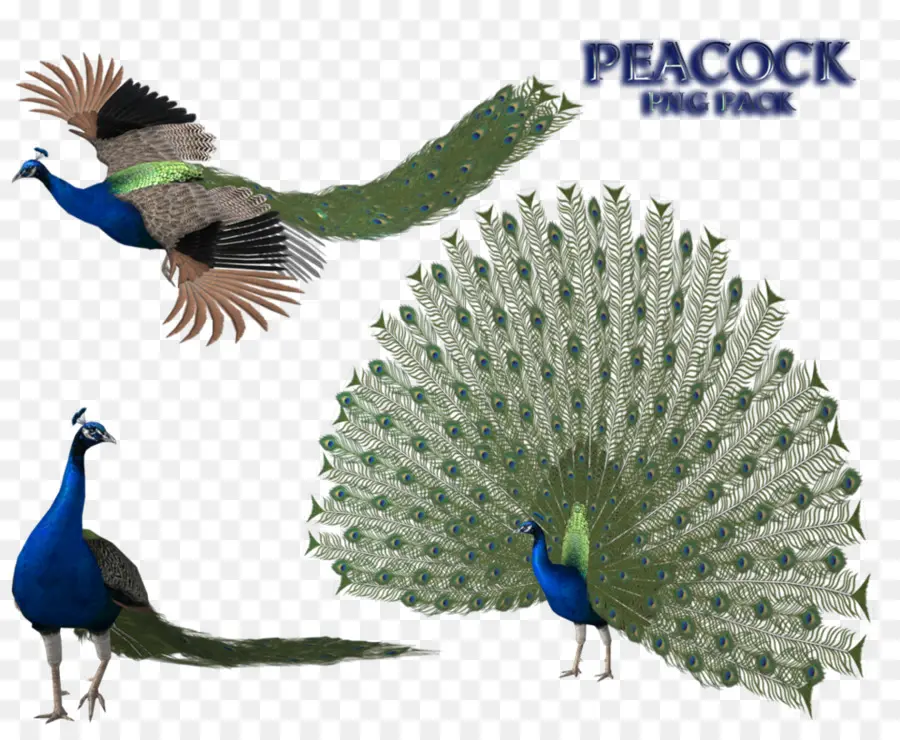 Pavo Real，Pluma PNG