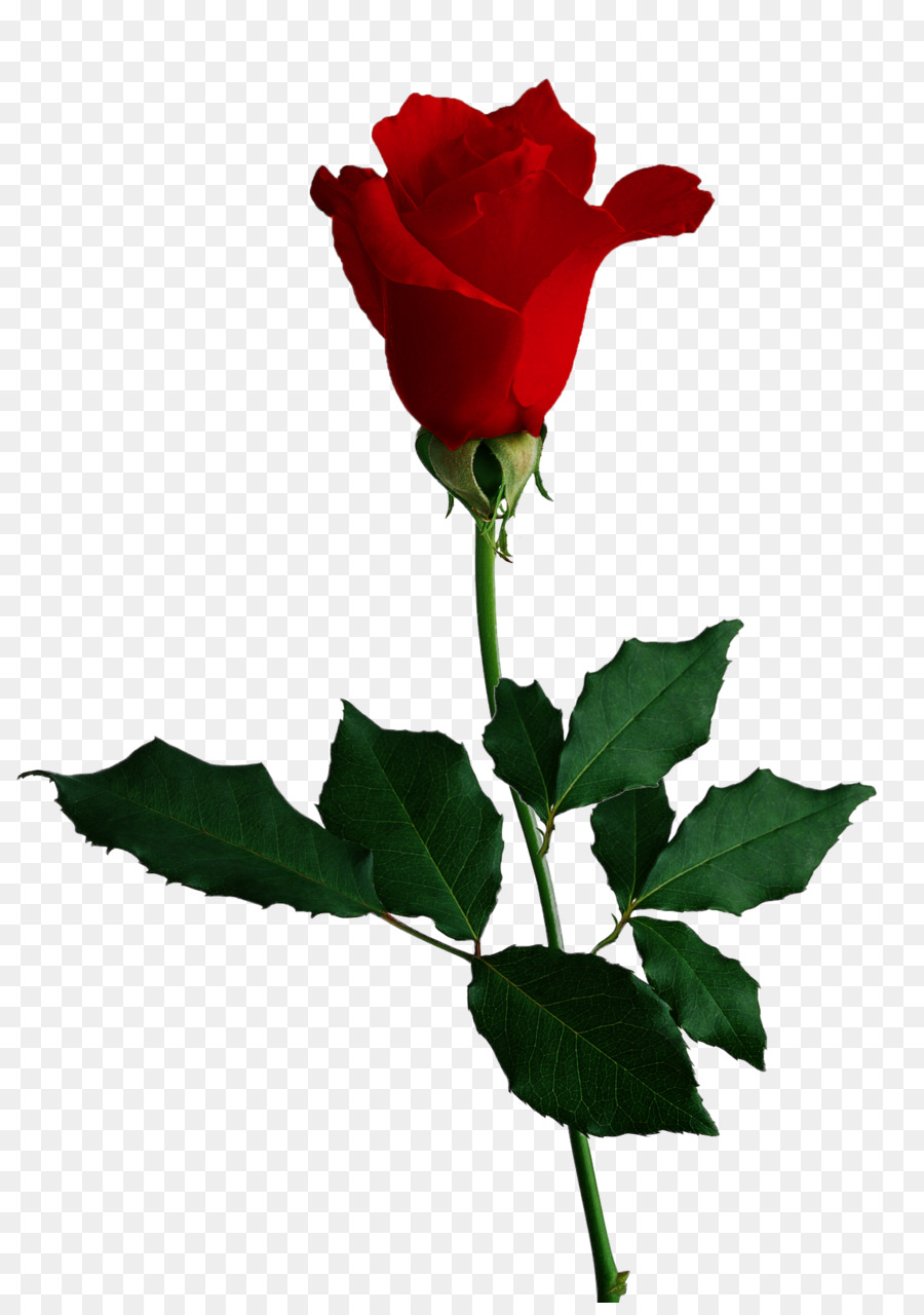 Rosa，Rojo PNG