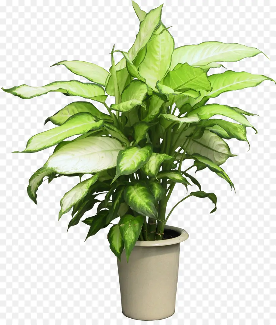 Planta En Maceta，Interior PNG