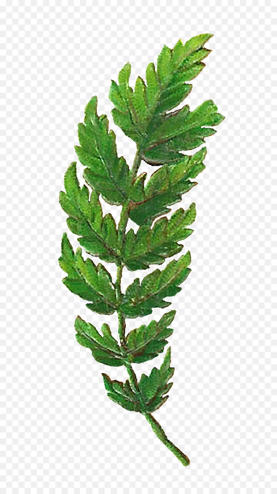 Hoja De Helecho，Verde PNG