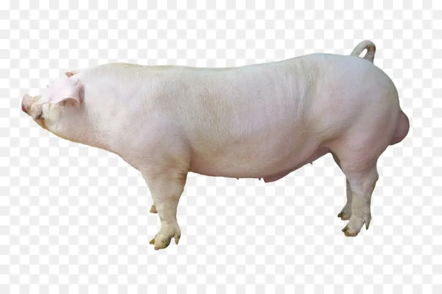 De Cerdo Duroc，Cerdo Blanco Grande PNG