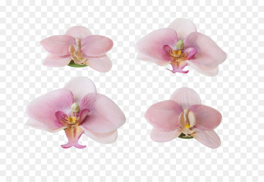 Flor，Las Orquídeas PNG