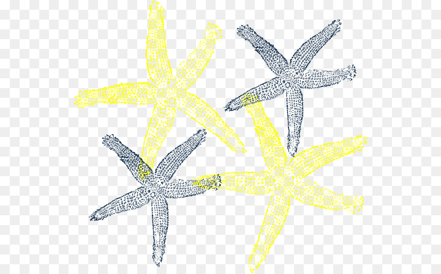 Estrella De Mar，Océano PNG