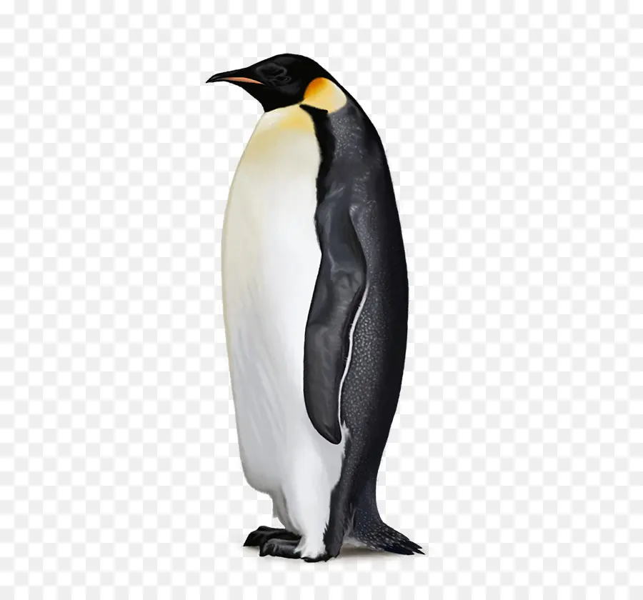 La Antártida，Penguin PNG