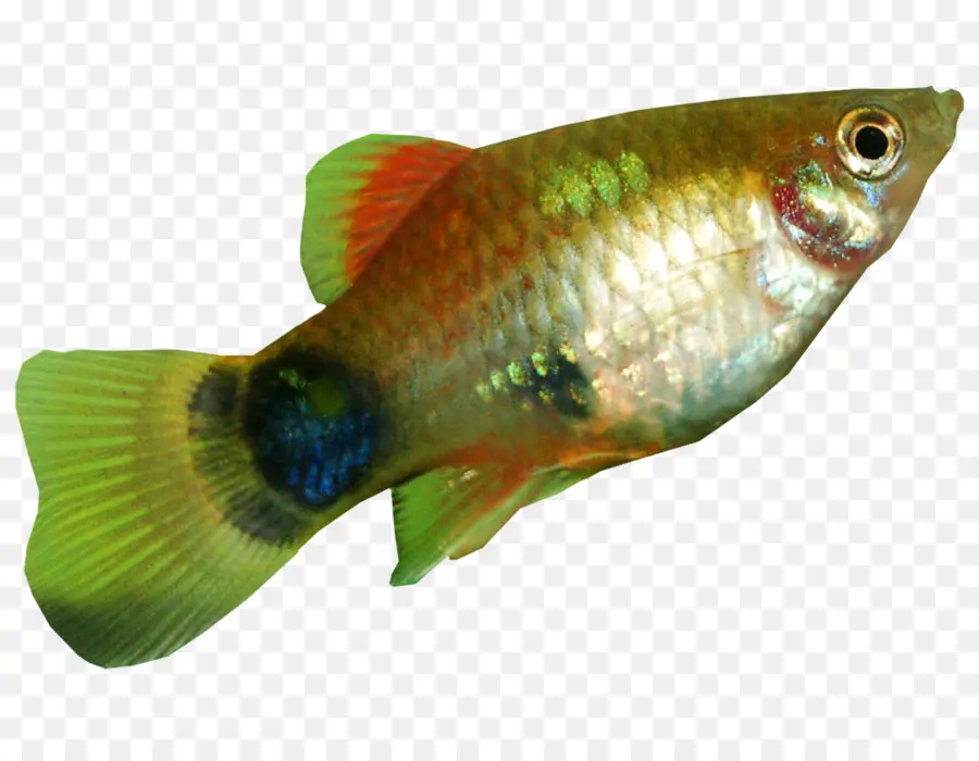 El Sur De Platyfish，La Carpa Común PNG