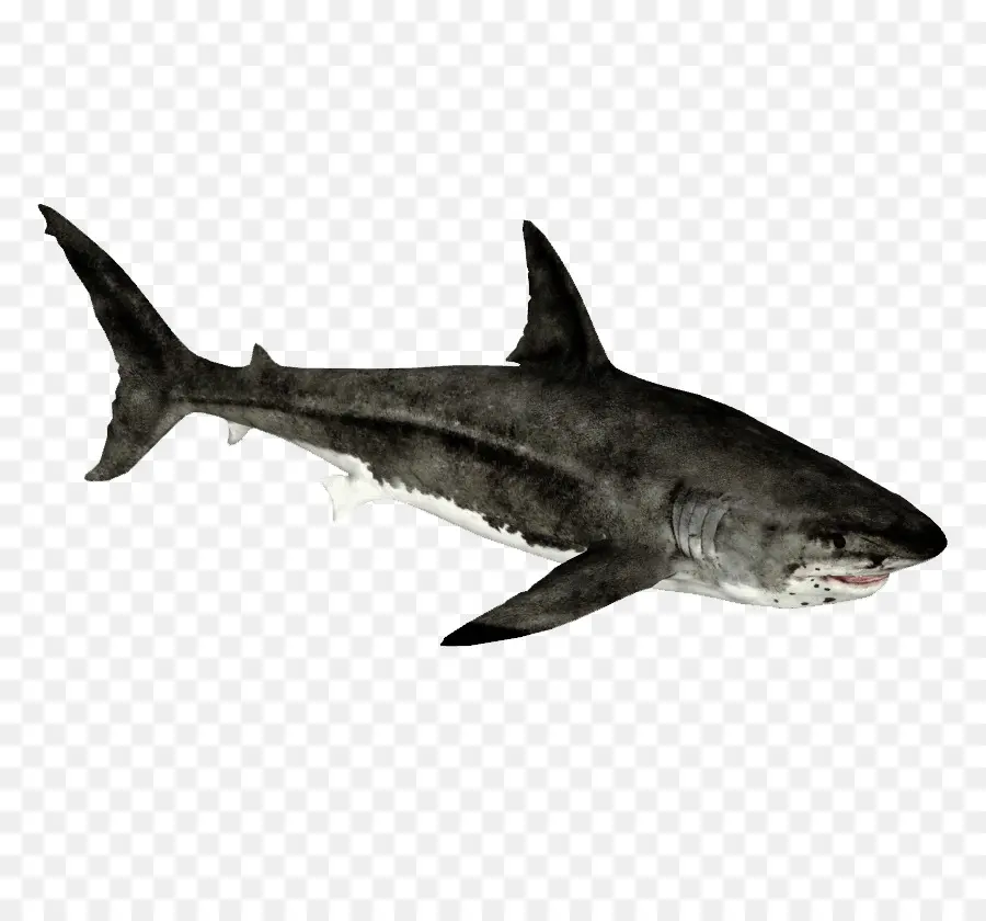 Tiburón，Océano PNG