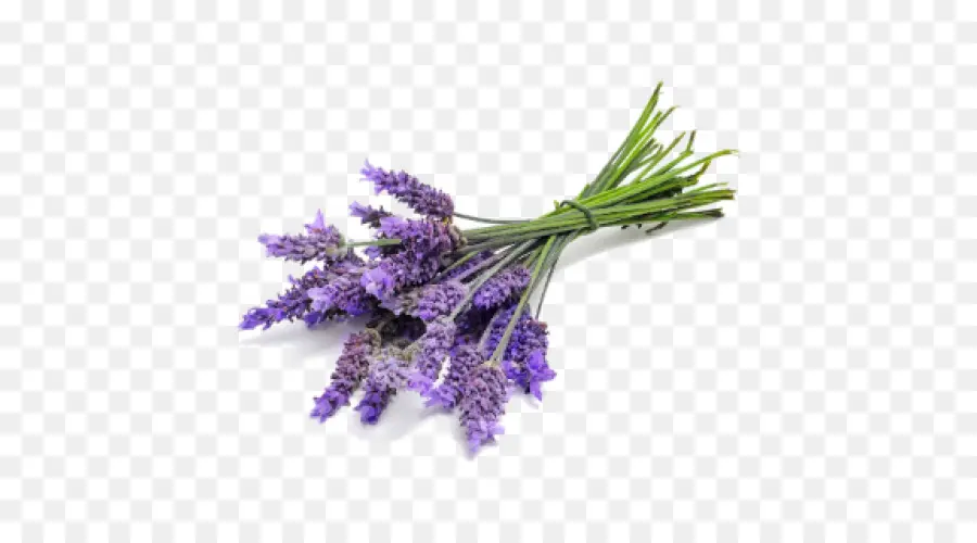 Inglés Lavanda，Doterra PNG