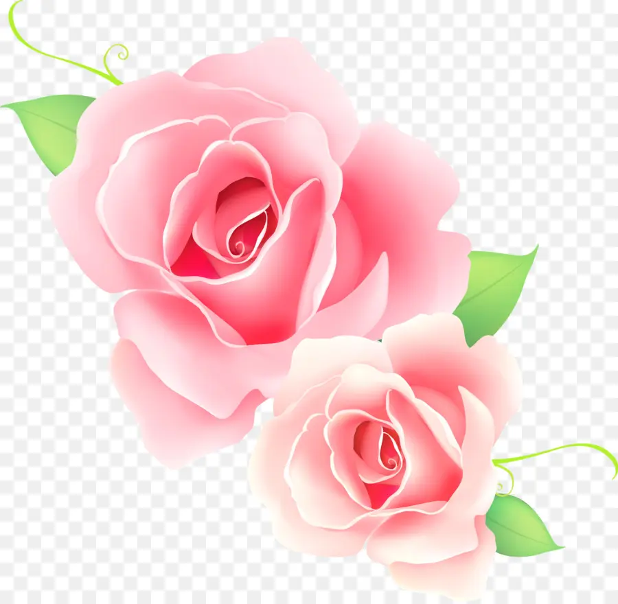 Rosas Rosadas，Florecer PNG