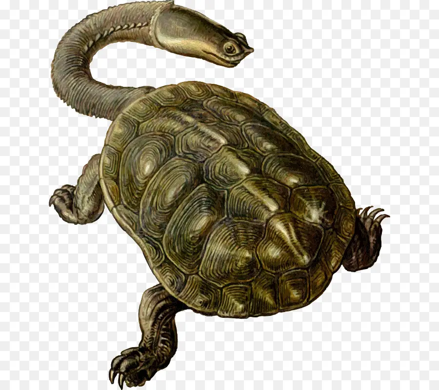 Tortuga，Archelon PNG