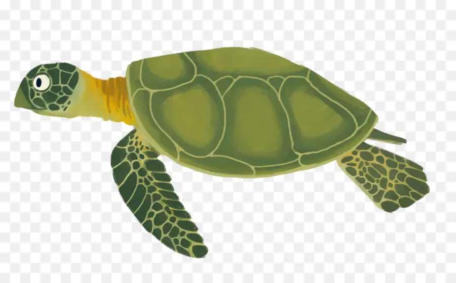 Tortuga，Reptiles PNG