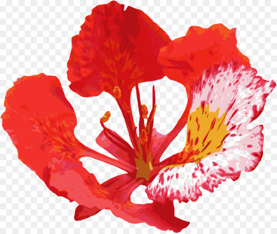 Flor De Hibisco Rojo，Florecer PNG