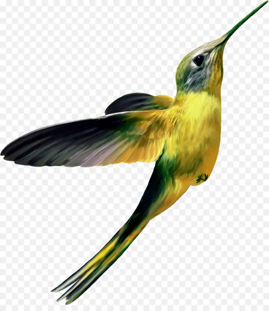 Colibrí，Vistoso PNG