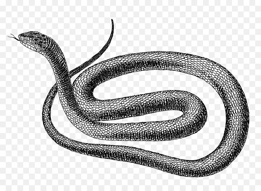 Serpiente De Cascabel，En Blanco Y Negro PNG