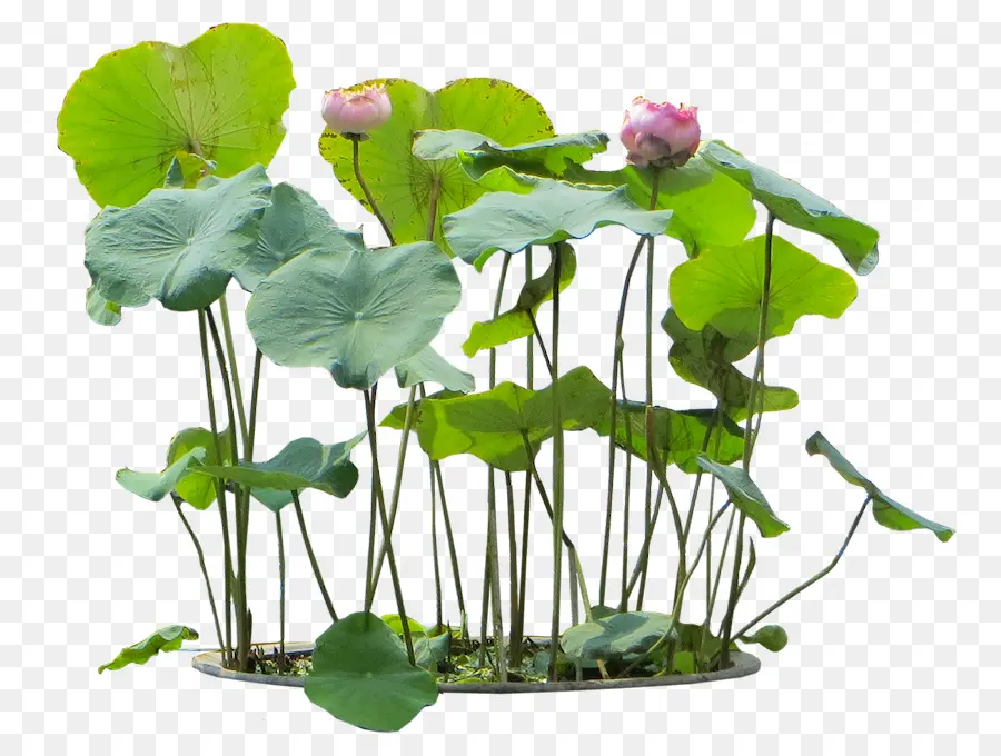 Nelumbo Nucifera，Lirio De Agua PNG