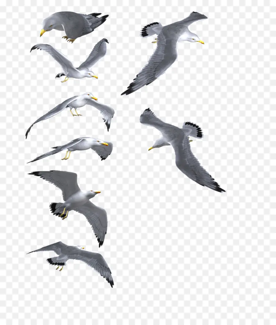 Gaviotas，Vuelo PNG