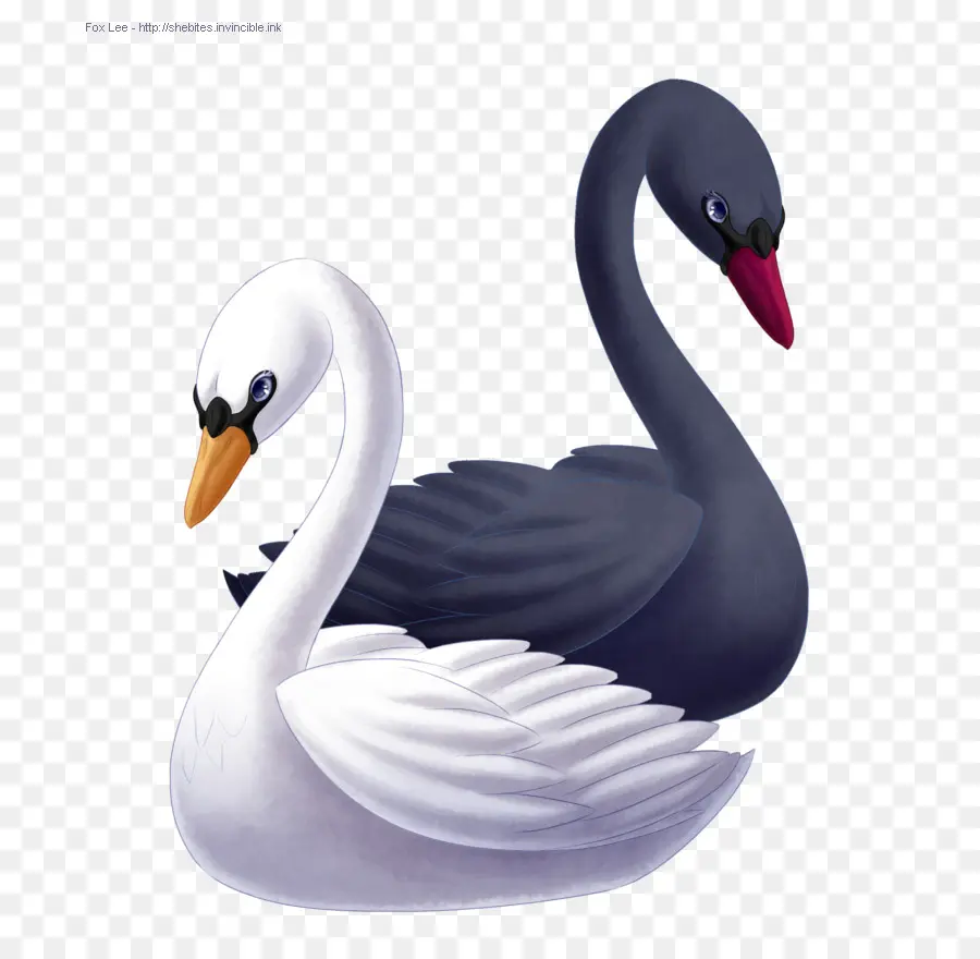 Cisnes Blancos Y Negros，Aves PNG