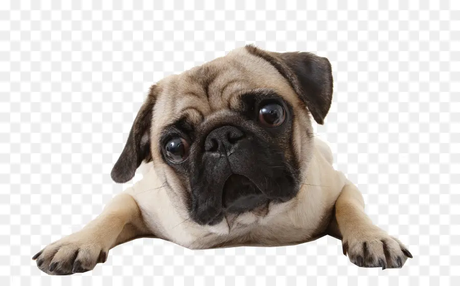 Pug，Pastor Alemán PNG