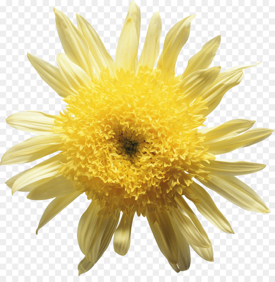 Flor，Florecer PNG