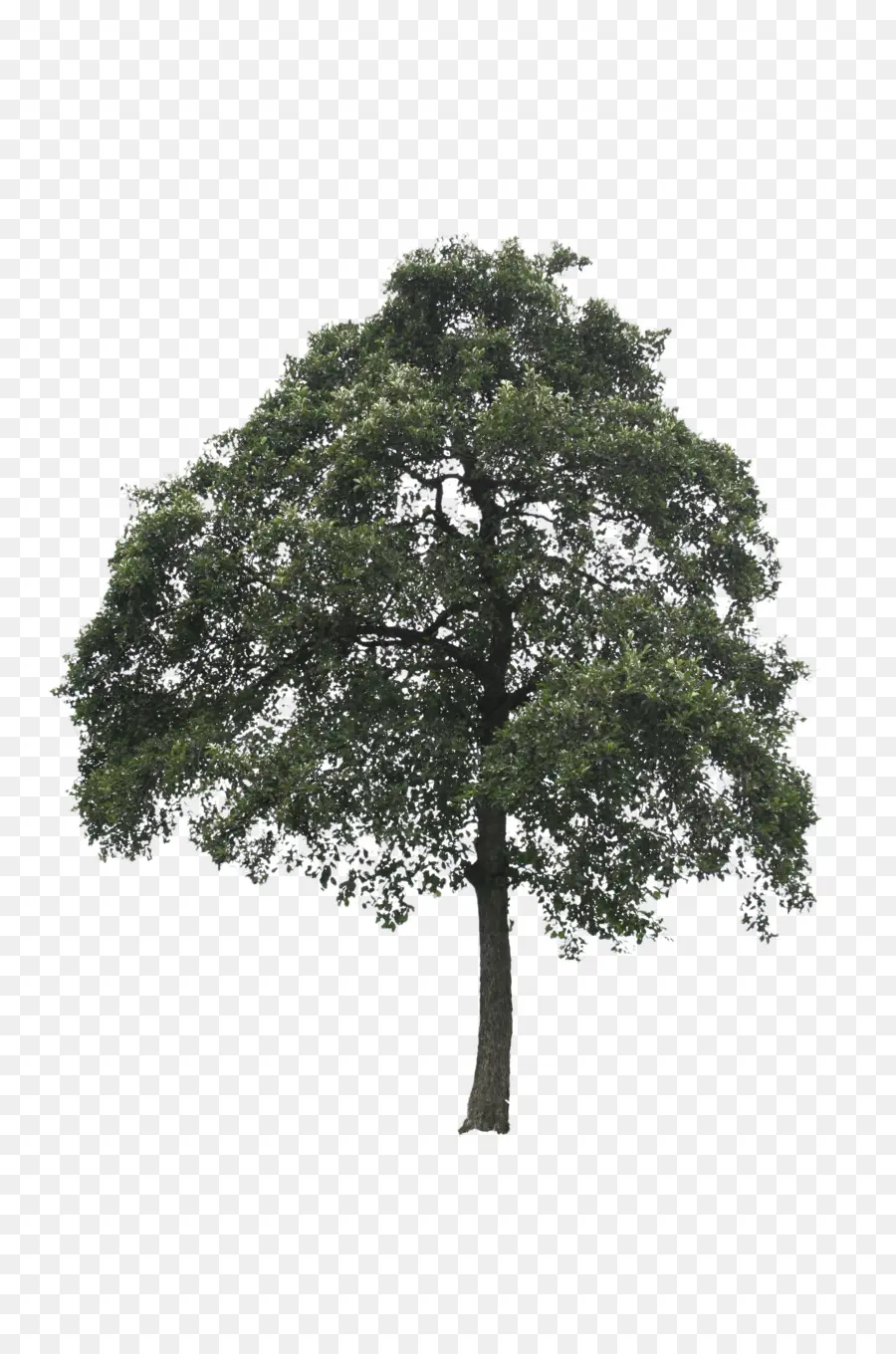 árbol，Roble PNG