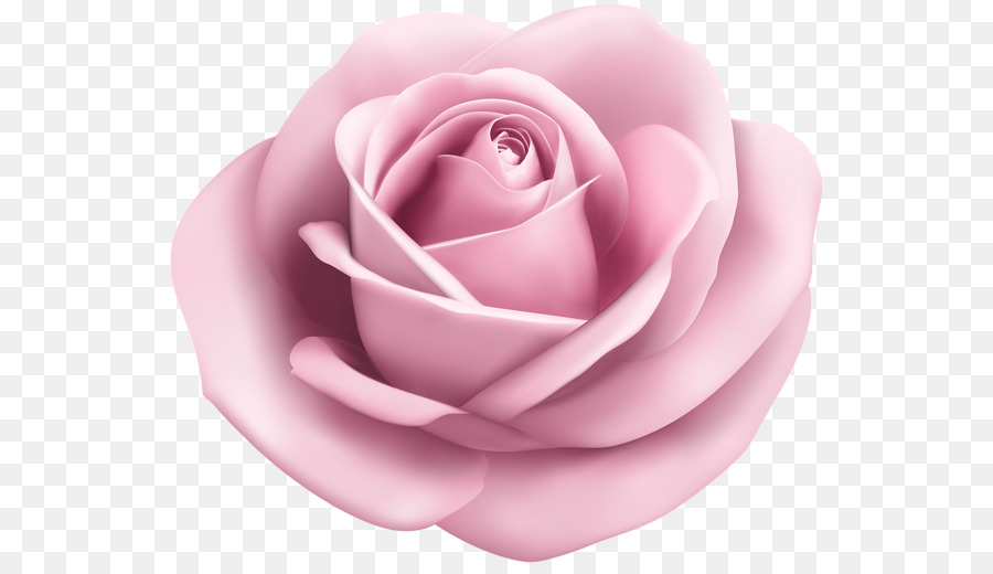 Rosa，Arte PNG