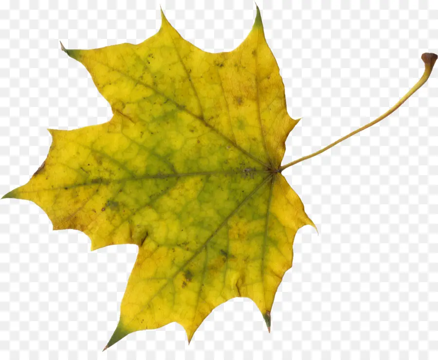 Hojas De Otoño，Caer PNG