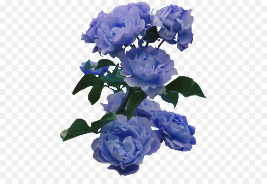 Rosas Azules，Pétalos PNG