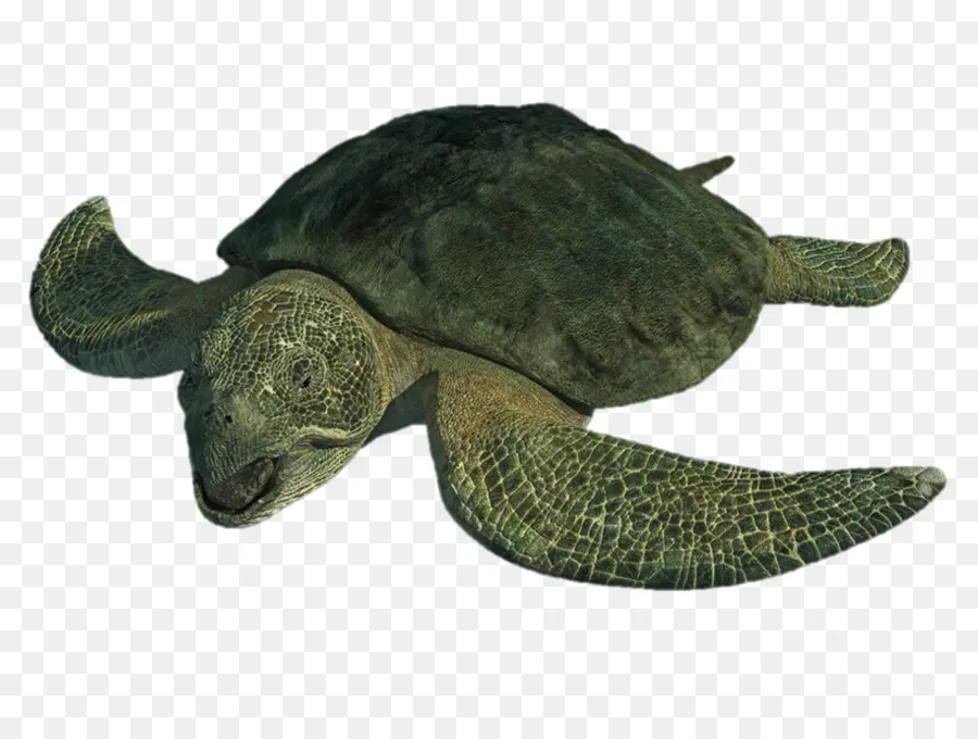 Protostega，Tortuga PNG