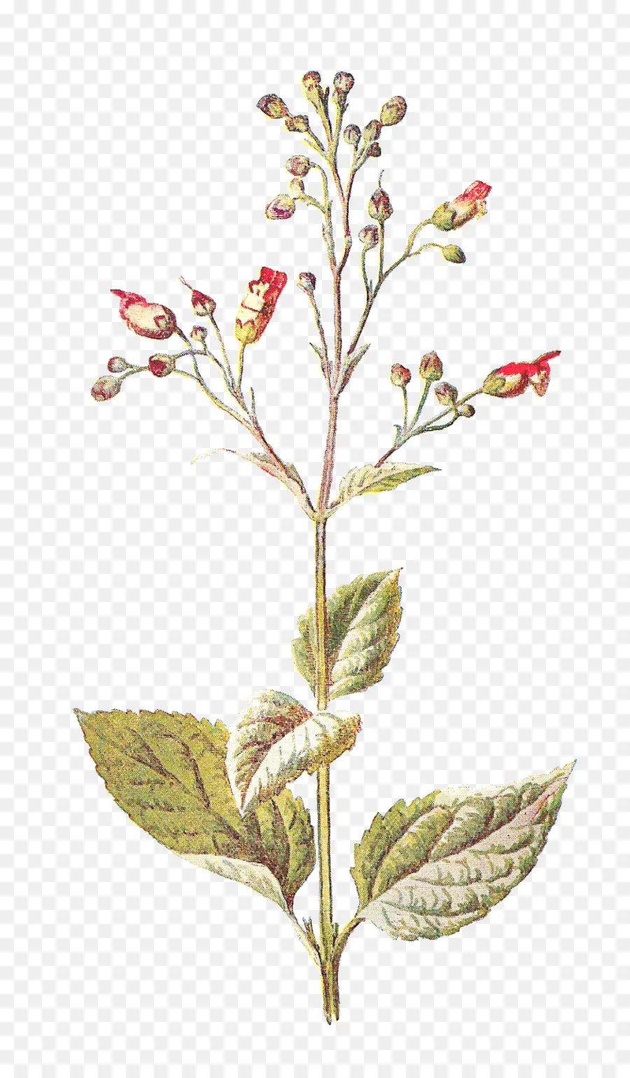 Flor，Flores Silvestres PNG