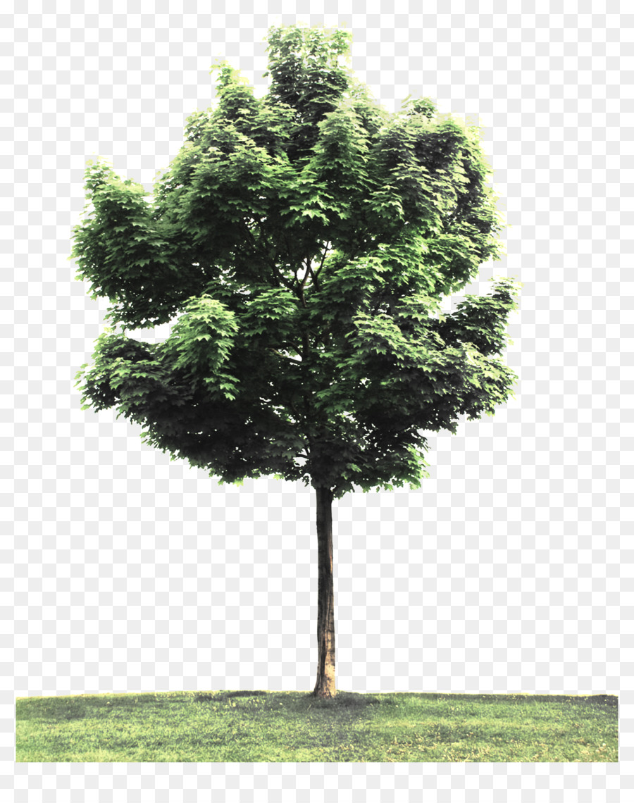 árbol，La Plantación De árboles PNG