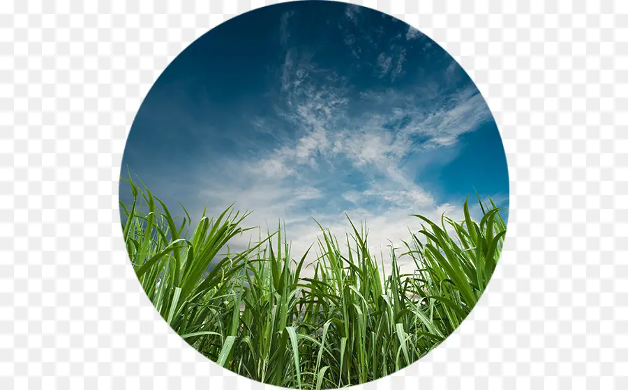 La Caña De Azúcar，La Agricultura PNG