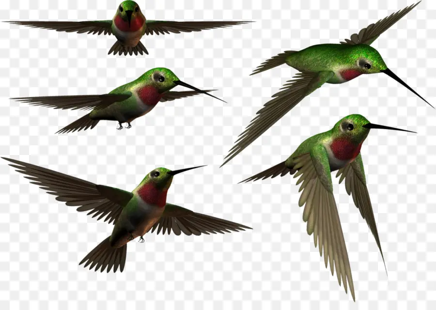 Colibríes，Pájaro PNG